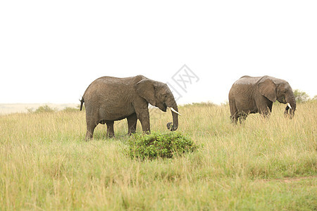 大象喂食假期斑马哺乳动物野生动物马拉荒野马赛人食物条纹动物图片