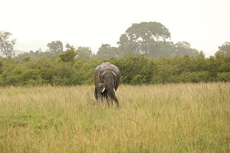 大象喂食食物假期动物马赛人马属荒野斑马条纹野生动物马拉图片