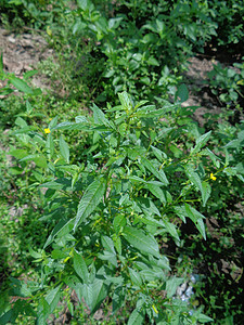 以自然背景为背景的绿色青年草本植物杂草稻田场地植物油菜草地生长环境土地背景图片