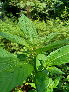 以自然背景为背景的绿色青年正方形紫檀场地油菜热带艺术草本植物环境生长杂草图片