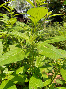 以自然背景为背景的绿色青年生长稻田土地油菜草本植物植物群热带艺术场地草地图片