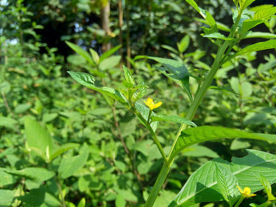 以自然背景为背景的绿色青年紫檀环境植物叶子杂草草本植物油菜土地稻田艺术背景图片