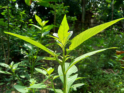 以自然背景为背景的绿色青年正方形紫檀植物土地草本植物稻田油菜环境热带艺术图片