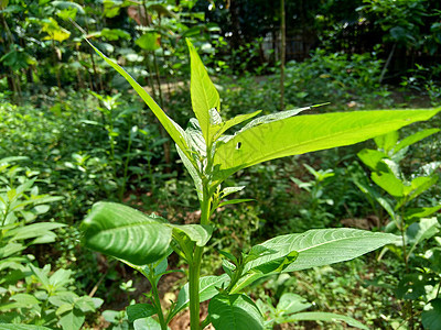 以自然背景为背景的绿色青年稻田油菜热带艺术生长植物草地叶子杂草土地背景图片