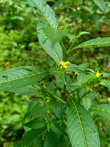 以自然背景为背景的绿色青年杂草植物群稻田油菜草本植物场地叶子草地土地植物背景图片