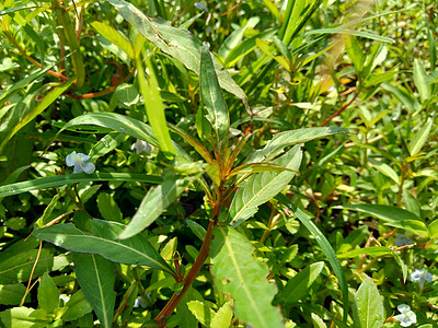 以自然背景为背景的绿色青年草本植物生长环境植物稻田草地油菜热带叶子土地图片