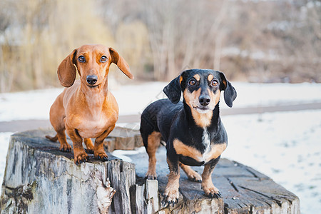 两只可爱的达克肖德狗在户外狗朋友同伴犬类小型犬夫妻家养狗天气冒充品种公园图片