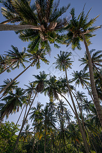 蓝色天空下的椰子树群图片