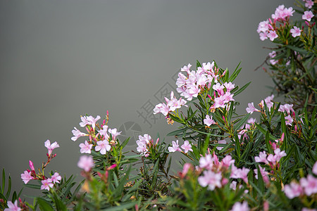 有池塘背景的粉红花图片