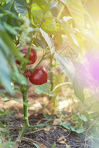 在村里的花园床上 甜美的红胡椒图片