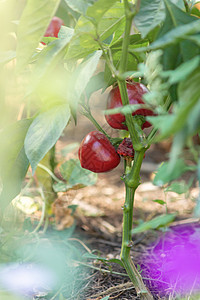 在村里的花园床上 新鲜甜美的红辣椒图片