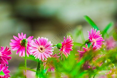 花园中美丽的粉红色大发人机 背景模糊背景图片