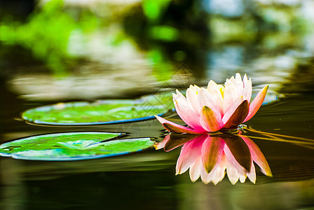 花园池塘中的桃色水百合花百合植物群绿色睡莲粉色自然叶子蓝色花瓣荷花图片