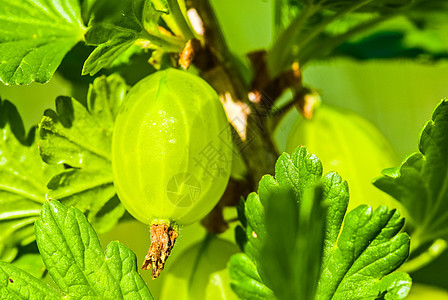 一些成熟的鹅莓 在树枝上收成甜点饮食植物食物营养农业浆果绿色太阳图片
