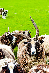 英国农场田里的黑白雅各羊野生动物牧场场地草地白色家畜乡村黑色动物农业图片