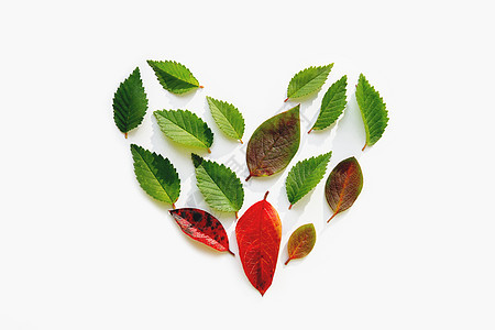 心脏的顶端视野由小亮绿色和红树叶组成背景图片
