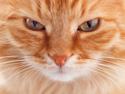可爱姜猫的近身肖像 毛绒宠物在闭着镜头盯着看图片