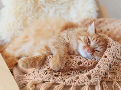 睡在一堆衣服上的可爱的姜猫 毛绒宠物模仿纺织品的颜色椅子瞌睡小憩爪子织物猫咪动物哺乳动物折叠图片