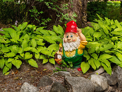 花园的园艺 霍斯塔植物叶子上的多彩雕塑 花园的夏日图片