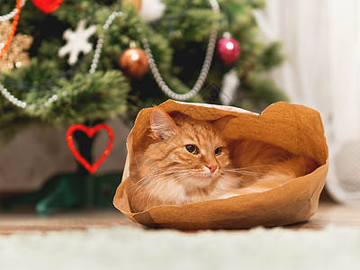 可爱的姜猫藏在手工艺纸袋里 毛绒宠物在圣诞树下包装纸中 有新年庆典装饰的舒适家庭地面猫咪隐藏工艺展示礼物动物游戏哺乳动物图片