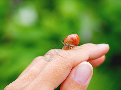 小棕色蜗牛爬在女人的手指上 天然背景和软体动物鼻涕虫日光女士宏观木头花园森林公园图片