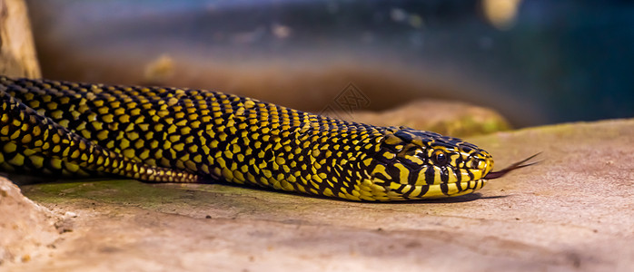 横行在地上爬过一条蛇 在来自美洲的热带爬虫类动物群中图片