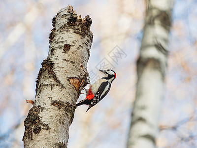 大斑斑的木鸟或登德罗考普少校 树上闪亮的小鸟木头啄木鸟黑与白桦木阳光花斑季节大树红色森林图片