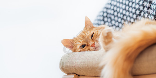 可爱的姜猫躺在蜜蜂椅上 毛绒宠物身后折叠的衣服堆积如山 白色背景和复制空间动物红色纺织品哺乳动物横幅猫咪椅子猫科动物织物图片