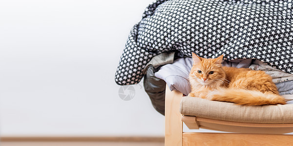 可爱的姜猫躺在蜜蜂椅上 毛绒宠物身后折叠的衣服堆积如山 白色背景和复制空间猫咪纺织品横幅动物织物猫科红色椅子哺乳动物图片