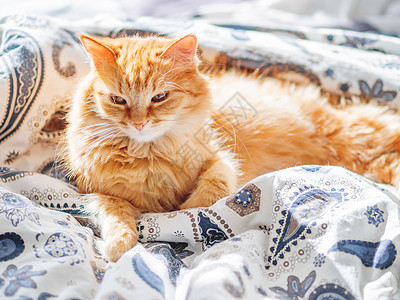 可爱的姜猫躺在床上 毛绒宠物看起来怪怪的 很舒适的家庭背景时间瞌睡就寝情感日光小憩床单胡须毛皮猫咪图片
