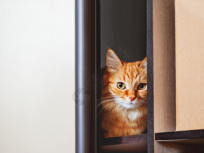 可爱的姜猫藏在衣柜里的架子上 毛绒宠物在半开门外盯着看 好奇的家畜红色隐藏猫科动物胡须动物猫咪哺乳动物图片
