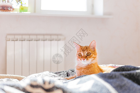 睡在床上可爱的姜猫 毛绒宠物和脸上令人惊讶的表情 清晨在家很舒适情感毛皮时间动物猫咪就寝猫科动物喜悦阳光乐趣图片