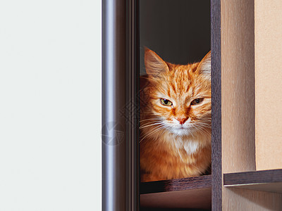 可爱的姜猫藏在衣柜里的架子上 毛绒宠物在半开门外盯着看 好奇的家畜胡须猫科动物红色隐藏动物猫咪哺乳动物图片