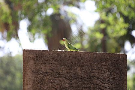 墙上的鸟阳光水路翅膀保护鼻子荒野家禽游泳鹦鹉屏幕图片