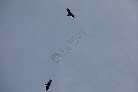 鸟鹰飞翔在天空中野生动物飞行荒野失败起重机自由乌鸦蓝天捕食者斗争图片