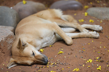 街头狗睡觉猎犬棕色村庄耳朵流浪狗头发尾巴眼睛皮肤宠物图片