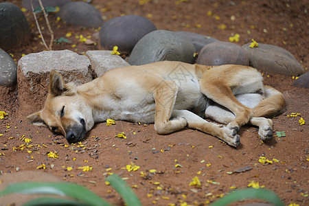 街头狗睡觉安全棕色剂量耳朵村庄尾巴流浪狗猎犬宠物皮肤图片