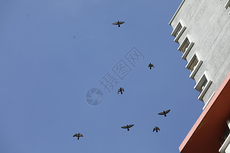 鸟儿在空中飞翔池塘野生动物羽毛乌鸦旅行传播自由阳光失败鸭子图片