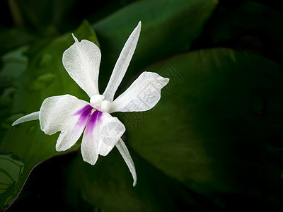 新鲜绿色叶子和芳香姜花的白花瓣植物群芳香植物园蔬菜植物学香料花园紫色香气季节图片