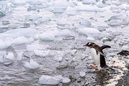南极洲美丽的风景和风景海豹旅行气候冰山皇帝企鹅海洋野生动物荒野冰川图片