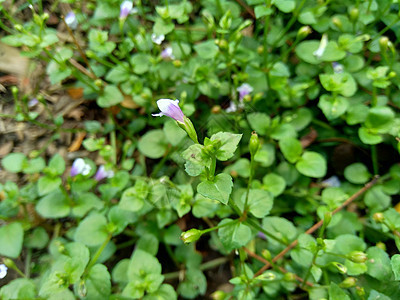 特写有自然背景的绿草院子叶子生态栅栏墙纸生长场地草原花园植物图片