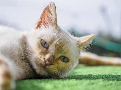 和打哈欠花园动物场地宠物婴儿小猫家庭毛皮牙齿猫科图片