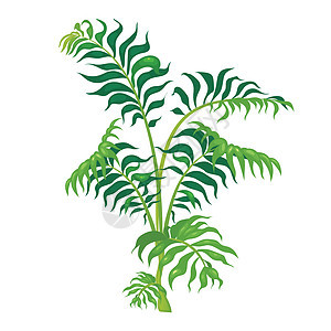 丛林植被卡通矢量图 绿色茎上的蕨叶 亚热带森林的茂盛灌木 热带灌木平面颜色对象 孤立在白色背景上的异国情调的树叶图片