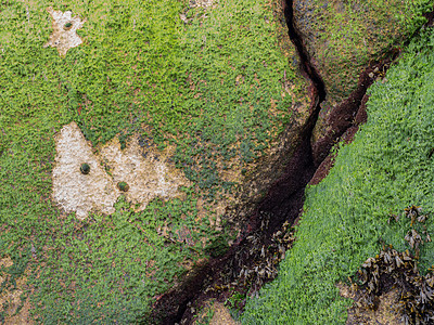 岩石细节与绿藻树干地衣公园植物木头季节叶子绿色植物群苔藓图片