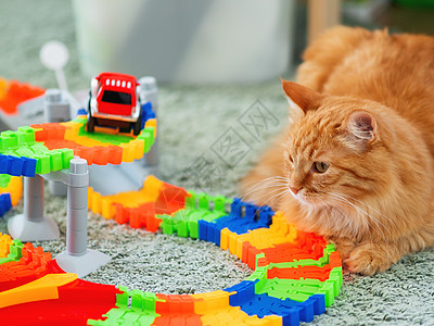 躺在玩具车轨附近的可爱的姜猫 小孩房间里的小毛宠物动物地面猫咪哺乳动物孩子游戏地毯图片
