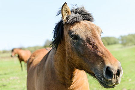 绿色草地上的马匹场地哺乳动物蓝色农场农业天空国家团体山脉动物图片