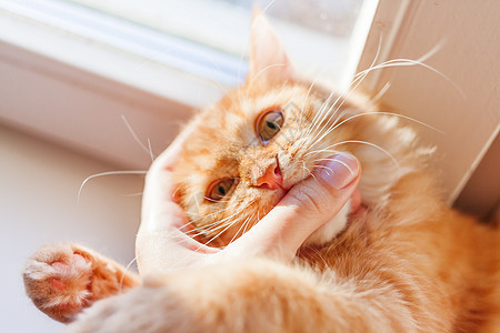 可爱的姜猫咬人手 在家舒适的早晨 玩乐的毛绒宠物手指红色游戏晴天猫科动物猫咪窗台动物哺乳动物舌头图片