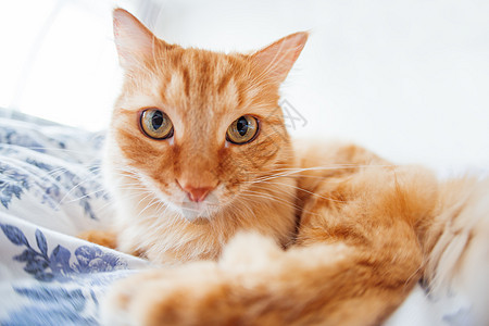 脸上表情滑稽的可爱姜猫躺在床上 毛茸茸的宠物舒适地安顿下来睡觉或玩耍 可爱舒适的背景 早上在家睡觉 鱼眼镜头效果毯子猫咪胡须小猫图片