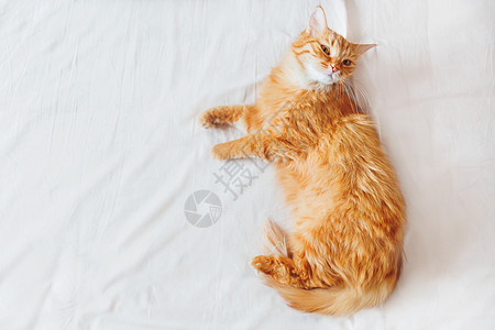 躺在床上的可爱姜猫 可爱舒适的背景 早上在家睡觉 顶视图 平躺图片