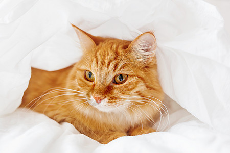 可爱的姜猫躺在床上 毛茸茸的宠物舒适地躲在毯子下睡觉或玩耍 可爱舒适的背景 早上在家温暖的就寝时间动物小猫毛皮帐篷活力隐藏床单日图片